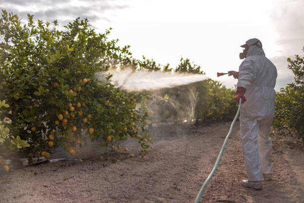 Trusted Geraldine, AL Pest Control Experts