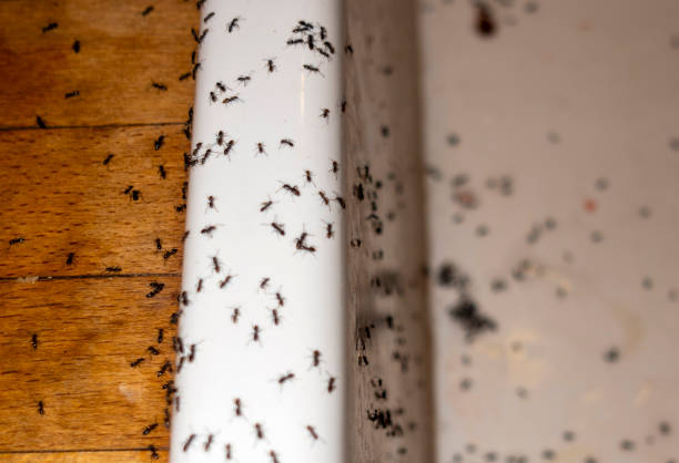 Best Local Pest Control Services  in Gerdine, AL