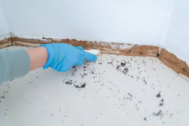 Best Wasp Removal Services  in Gerdine, AL